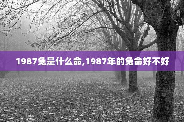 1987兔是什么命,1987年的兔命好不好