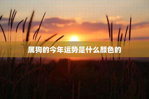 属狗的今年运势是什么颜色的