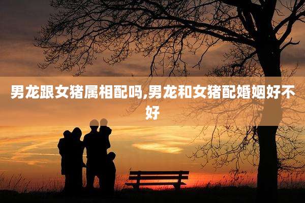 男龙跟女猪属相配吗,男龙和女猪配婚姻好不好