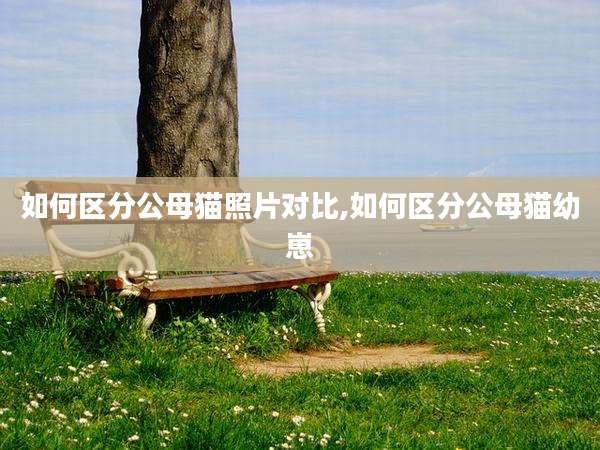 如何区分公母猫照片对比,如何区分公母猫幼崽