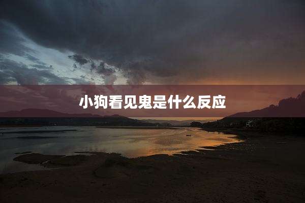 小狗看见鬼是什么反应