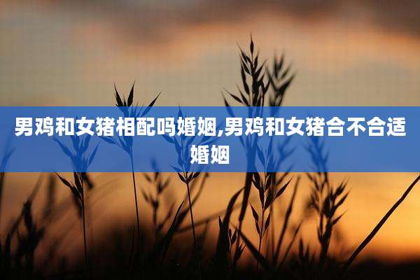 男鸡和女猪相配吗婚姻,男鸡和女猪合不合适婚姻
