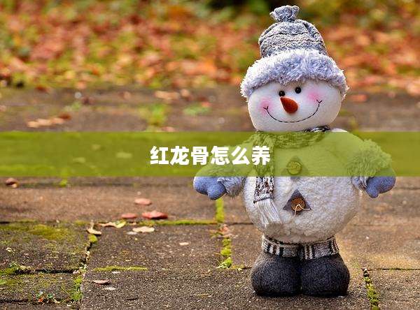 红龙骨怎么养