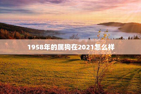 1958年的属狗在2021怎么样