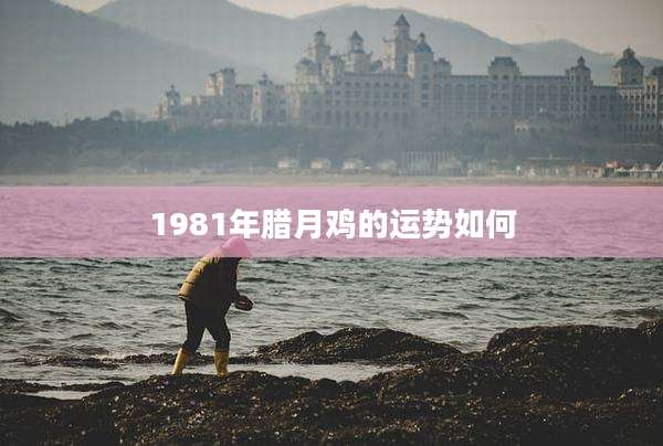 1981年腊月鸡的运势如何