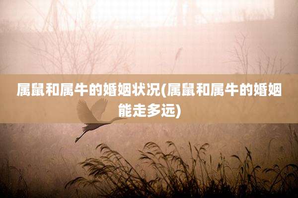 属鼠和属牛的婚姻状况(属鼠和属牛的婚姻能走多远)