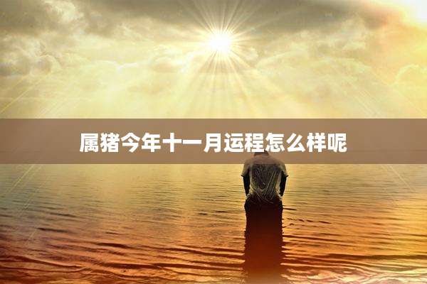 属猪今年十一月运程怎么样呢