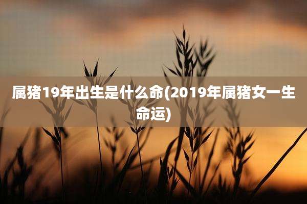 属猪19年出生是什么命(2019年属猪女一生命运)