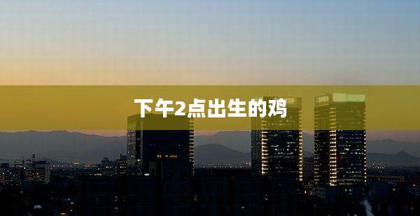 下午2点出生的鸡