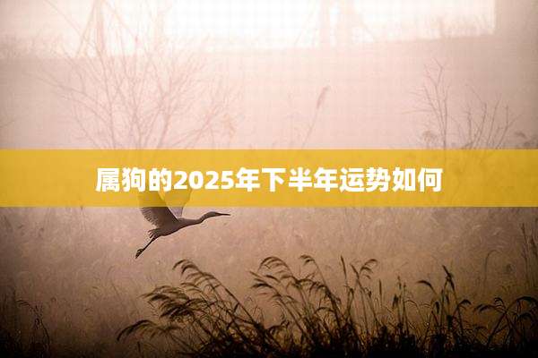 属狗的2025年下半年运势如何