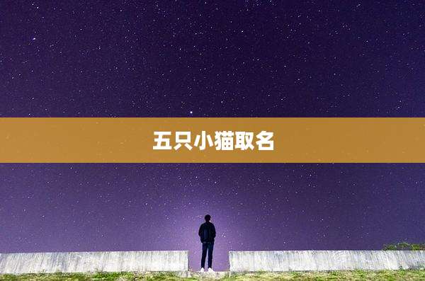 五只小猫取名