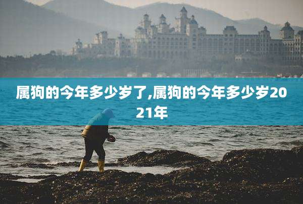 属狗的今年多少岁了,属狗的今年多少岁2021年