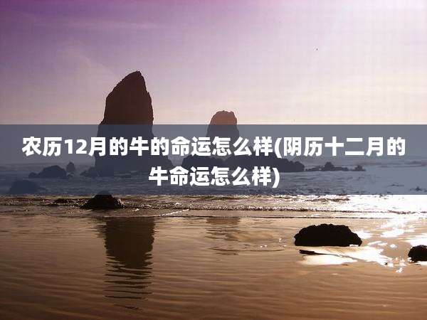 农历12月的牛的命运怎么样(阴历十二月的牛命运怎么样)