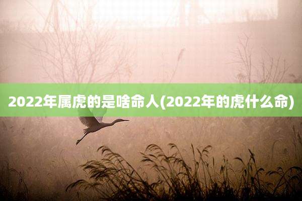 2022年属虎的是啥命人(2022年的虎什么命)