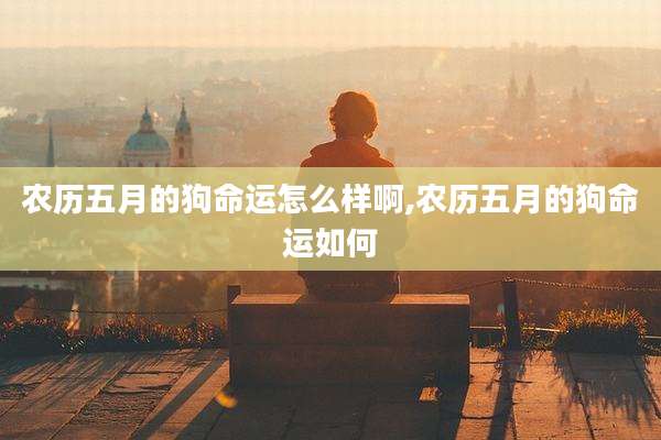 农历五月的狗命运怎么样啊,农历五月的狗命运如何