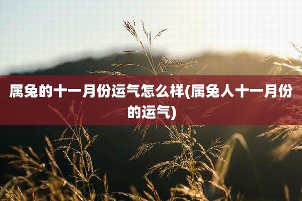 属兔的十一月份运气怎么样(属兔人十一月份的运气)