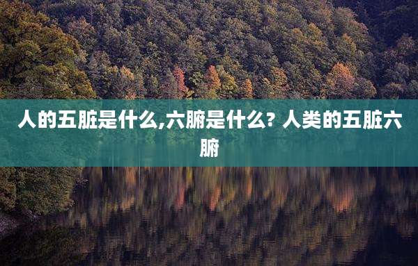 人的五脏是什么,六腑是什么? 人类的五脏六腑