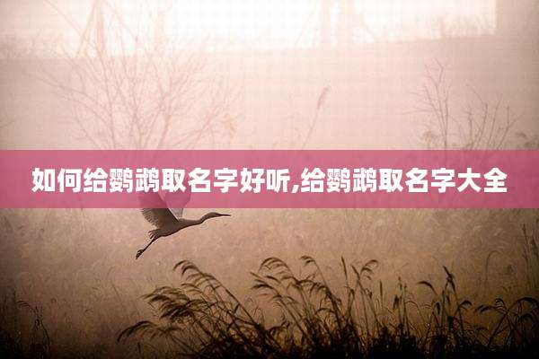 如何给鹦鹉取名字好听,给鹦鹉取名字大全