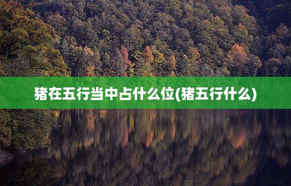 猪在五行当中占什么位(猪五行什么)