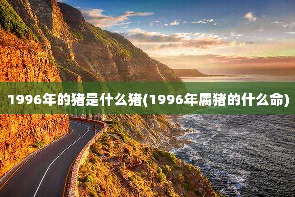 1996年的猪是什么猪(1996年属猪的什么命)