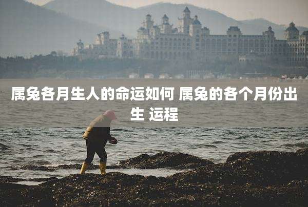 属兔各月生人的命运如何 属兔的各个月份出生 运程