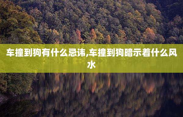 车撞到狗有什么忌讳,车撞到狗暗示着什么风水