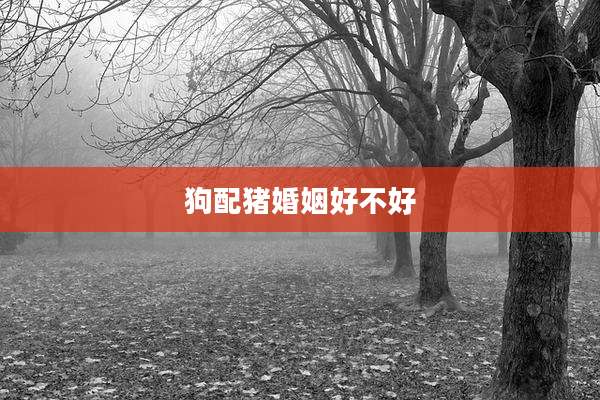 狗配猪婚姻好不好
