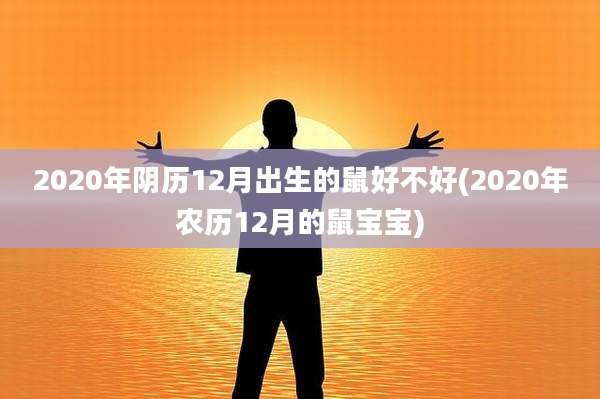 2020年阴历12月出生的鼠好不好(2020年农历12月的鼠宝宝)