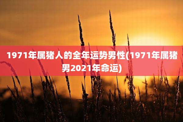1971年属猪人的全年运势男性(1971年属猪男2021年命运)