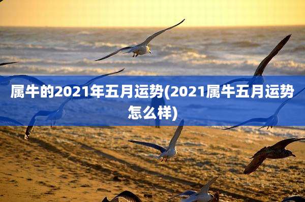 属牛的2021年五月运势(2021属牛五月运势怎么样)