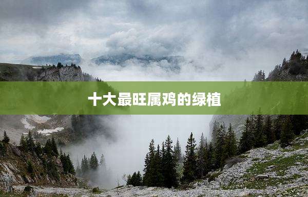十大最旺属鸡的绿植