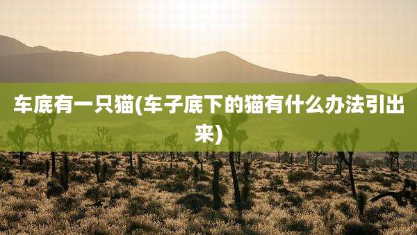 车底有一只猫(车子底下的猫有什么办法引出来)