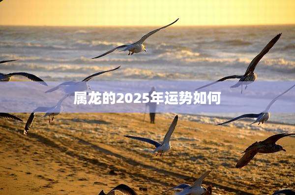 属龙的2025年运势如何