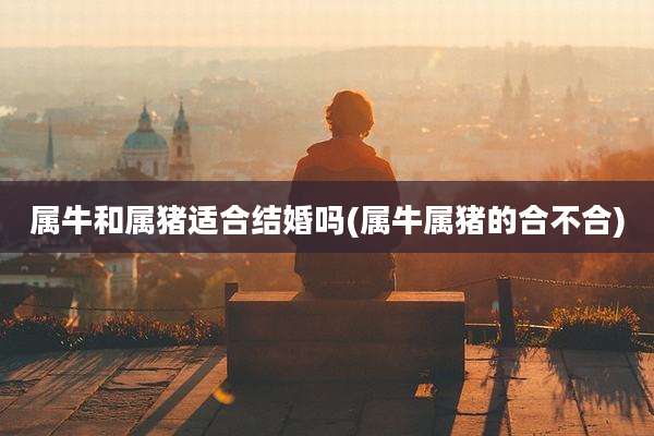 属牛和属猪适合结婚吗(属牛属猪的合不合)