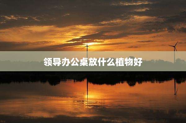 领导办公桌放什么植物好