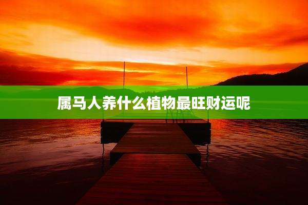 属马人养什么植物最旺财运呢