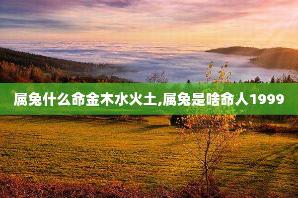 属兔什么命金木水火土,属兔是啥命人1999