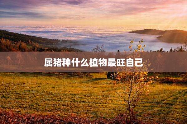 属猪种什么植物最旺自己