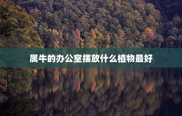 属牛的办公室摆放什么植物最好