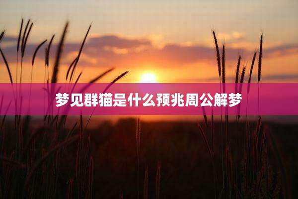 梦见群猫是什么预兆周公解梦