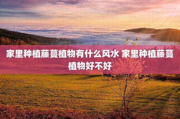 家里种植藤蔓植物有什么风水 家里种植藤蔓植物好不好