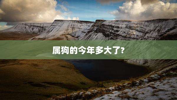 属狗的今年多大了?