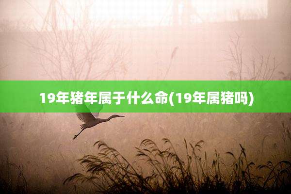 19年猪年属于什么命(19年属猪吗)