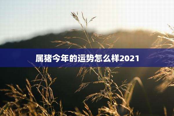 属猪今年的运势怎么样2021