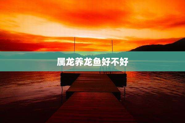 属龙养龙鱼好不好