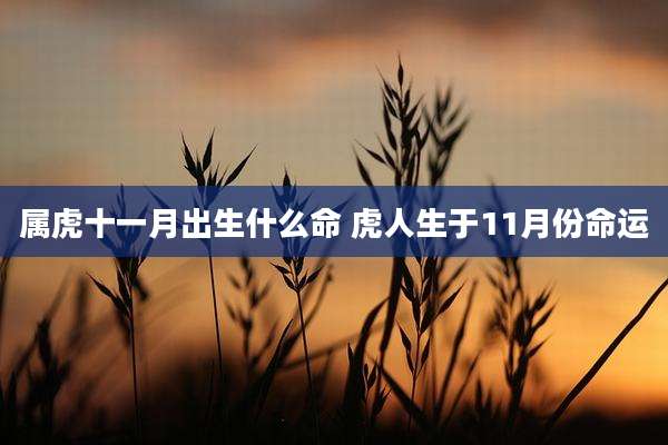属虎十一月出生什么命 虎人生于11月份命运