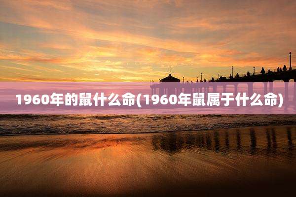 1960年的鼠什么命(1960年鼠属于什么命)