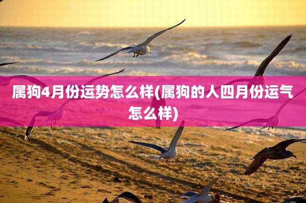 属狗4月份运势怎么样(属狗的人四月份运气怎么样)