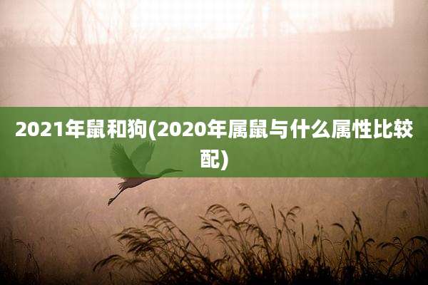 2021年鼠和狗(2020年属鼠与什么属性比较配)