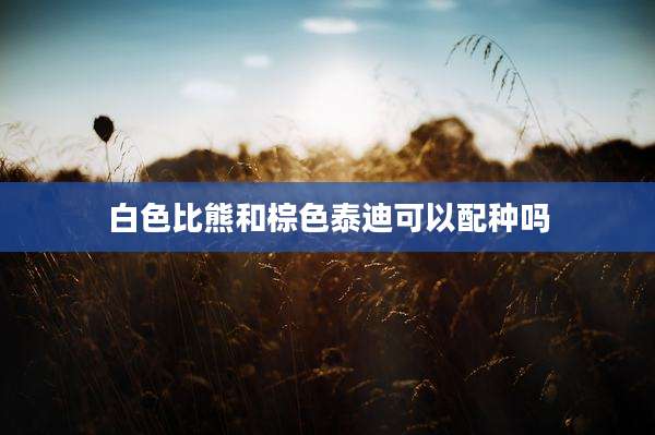 白色比熊和棕色泰迪可以配种吗